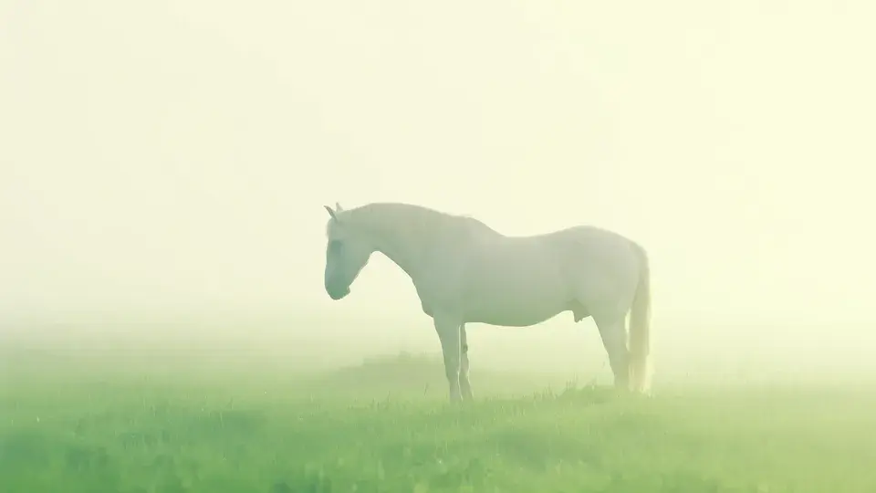 Cheval blanc paisible dans la brume douce d'un pré