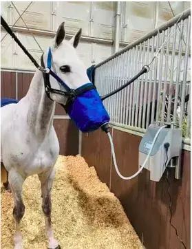 Cheval gris en box, portant le masque bleu du Bol d'air équin relié à l'appareil