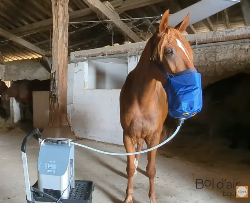 Cheval alezan dans une écurie, masque bleu du Bol d'air équin en place