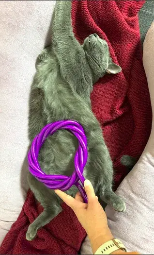 Chat gris allongé sur un plaid, la boucle HOFMAG posée le long de son corps