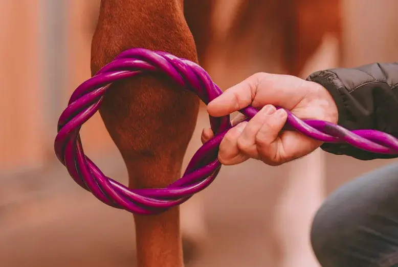 La boucle HOFMAG tenue à la main autour de l'antérieur d'un cheval