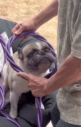 Petit chien assis, la boucle HOFMAG tenue autour de lui