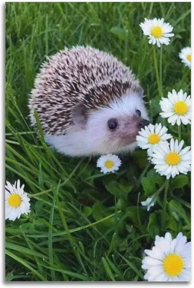 Un jeune hérisson dans l'herbe, au milieu des pâquerettes