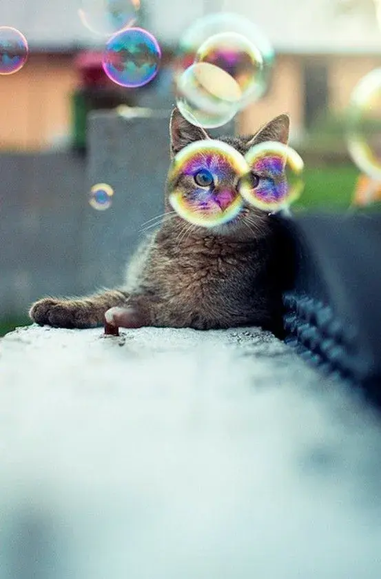 Un chat allongé, deux bulles de savon formant des lunettes devant ses yeux