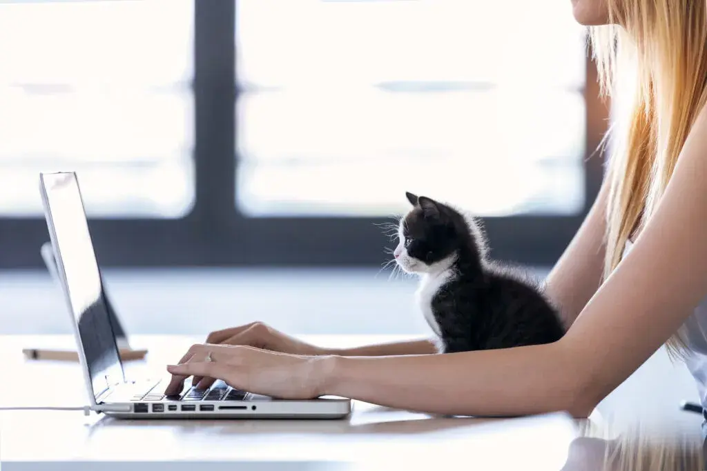 Un chat assis près de mains posées sur un clavier d'ordinateur