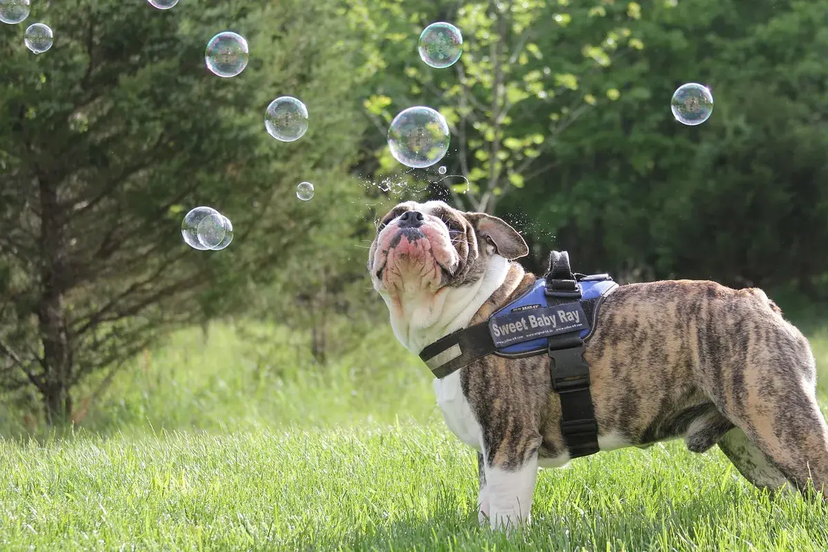 Un chien dans l'herbe, entouré de bulles de savon qui flottent