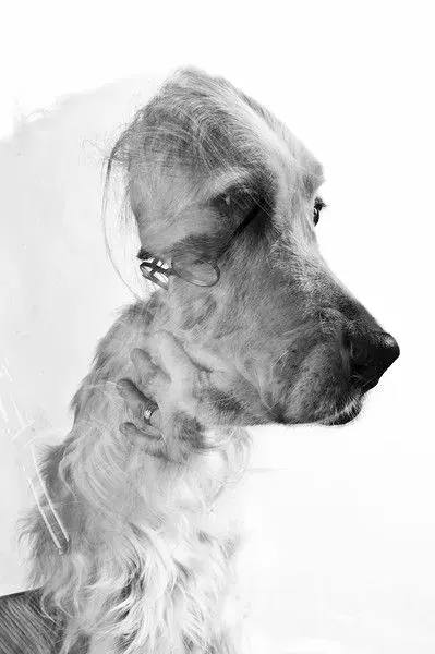 Portrait de chien en double exposition, noir et blanc
