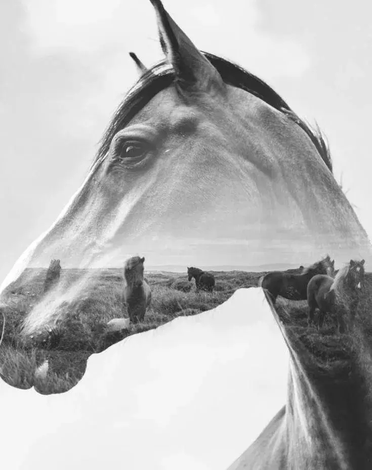 Tête de cheval en double exposition, un troupeau de chevaux dans une lande