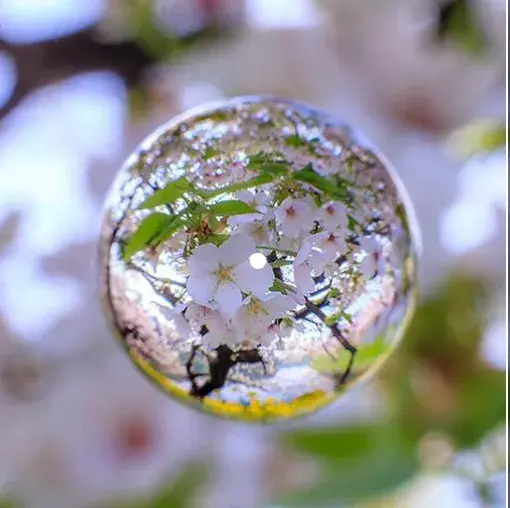 Une bulle transparente reflétant des fleurs de cerisier au printemps