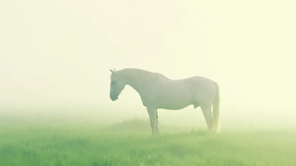 Cheval blanc paisible dans la brume douce d'un pré, tête baissée